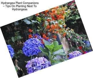 Hydrangea Plant Companions – Tips On Planting Next To Hydrangeas