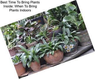 Best Time To Bring Plants Inside: When To Bring Plants Indoors