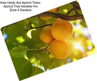 How Hardy Are Apricot Trees: Apricot Tree Varieties For Zone 4 Gardens