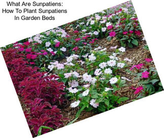 What Are Sunpatiens: How To Plant Sunpatiens In Garden Beds