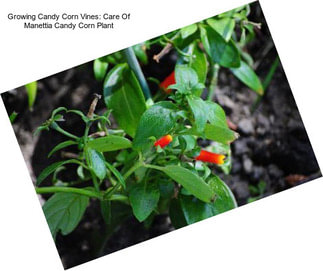 Growing Candy Corn Vines: Care Of Manettia Candy Corn Plant