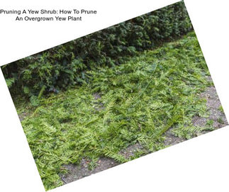 Pruning A Yew Shrub: How To Prune An Overgrown Yew Plant