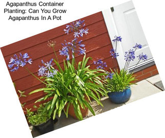 Agapanthus Container Planting: Can You Grow Agapanthus In A Pot