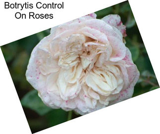 Botrytis Control On Roses