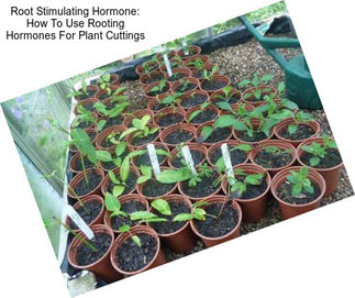 Root Stimulating Hormone: How To Use Rooting Hormones For Plant Cuttings