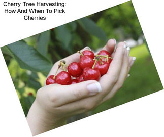Cherry Tree Harvesting: How And When To Pick Cherries