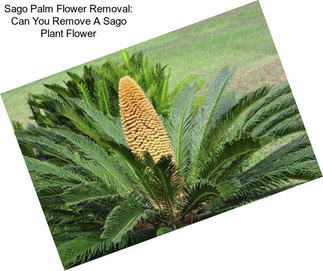 Sago Palm Flower Removal: Can You Remove A Sago Plant Flower