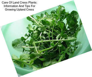 Care Of Land Cress Plants: Information And Tips For Growing Upland Cress
