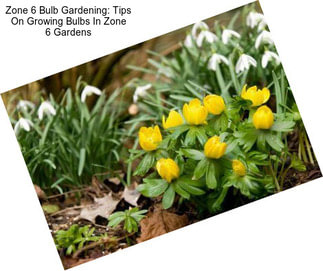 Zone 6 Bulb Gardening: Tips On Growing Bulbs In Zone 6 Gardens