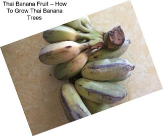 Thai Banana Fruit – How To Grow Thai Banana Trees
