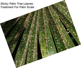 Sticky Palm Tree Leaves: Treatment For Palm Scale