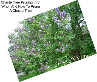 Chaste Tree Pruning Info: When And How To Prune A Chaste Tree