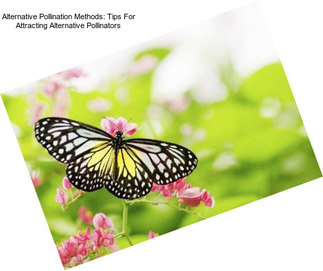 Alternative Pollination Methods: Tips For Attracting Alternative Pollinators