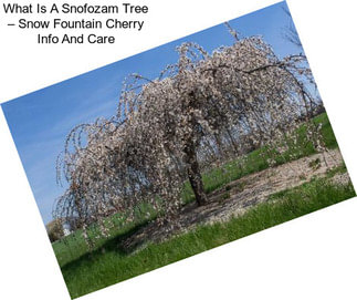 What Is A Snofozam Tree – Snow Fountain Cherry Info And Care