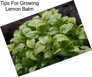 Tips For Growing Lemon Balm