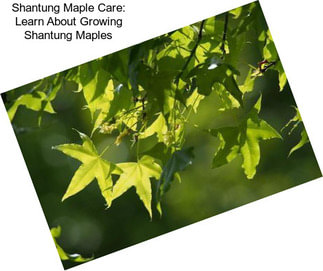 Shantung Maple Care: Learn About Growing Shantung Maples