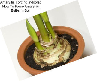 Amaryllis Forcing Indoors: How To Force Amaryllis Bulbs In Soil
