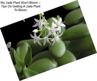 My Jade Plant Won\'t Bloom – Tips On Getting A Jade Plant To Bloom