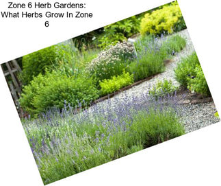 Zone 6 Herb Gardens: What Herbs Grow In Zone 6