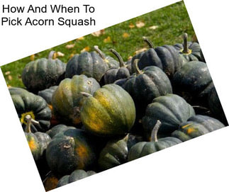 How And When To Pick Acorn Squash