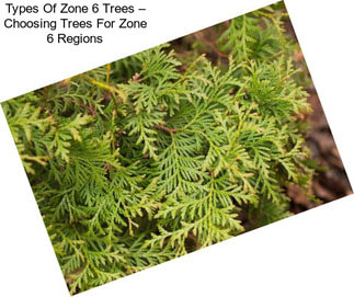 Types Of Zone 6 Trees – Choosing Trees For Zone 6 Regions
