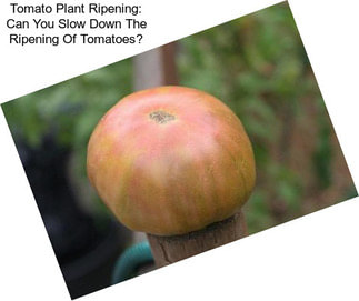 Tomato Plant Ripening: Can You Slow Down The Ripening Of Tomatoes?