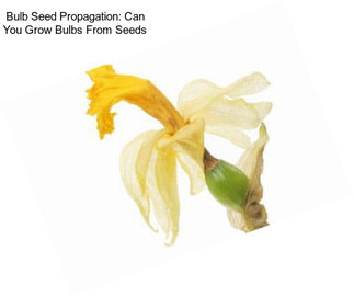 Bulb Seed Propagation: Can You Grow Bulbs From Seeds