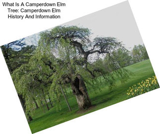 What Is A Camperdown Elm Tree: Camperdown Elm History And Information