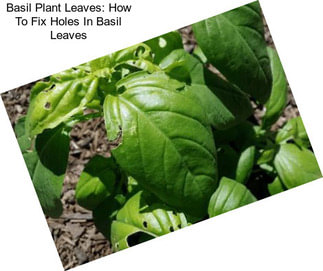 Basil Plant Leaves: How To Fix Holes In Basil Leaves