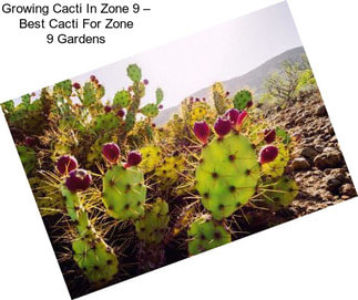 Growing Cacti In Zone 9 – Best Cacti For Zone 9 Gardens