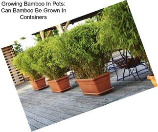 Growing Bamboo In Pots: Can Bamboo Be Grown In Containers