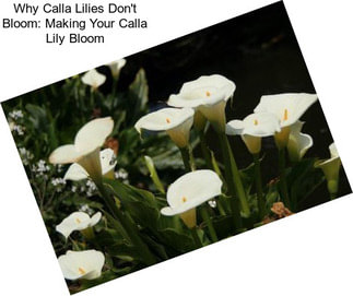 Why Calla Lilies Don\'t Bloom: Making Your Calla Lily Bloom