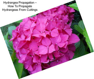 Hydrangea Propagation – How To Propagate Hydrangeas From Cuttings