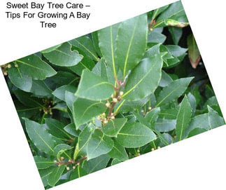 Sweet Bay Tree Care – Tips For Growing A Bay Tree