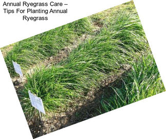 Annual Ryegrass Care – Tips For Planting Annual Ryegrass
