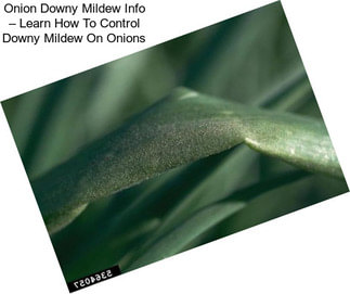 Onion Downy Mildew Info – Learn How To Control Downy Mildew On Onions