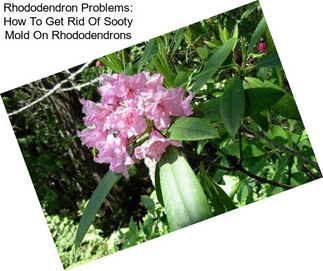 Rhododendron Problems: How To Get Rid Of Sooty Mold On Rhododendrons