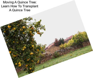 Moving A Quince Tree: Learn How To Transplant A Quince Tree