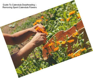 Guide To Calendula Deadheading – Removing Spent Calendula Flowers