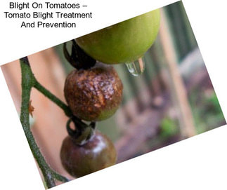 Blight On Tomatoes – Tomato Blight Treatment And Prevention