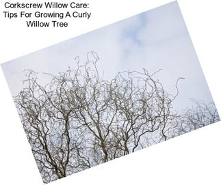 Corkscrew Willow Care: Tips For Growing A Curly Willow Tree