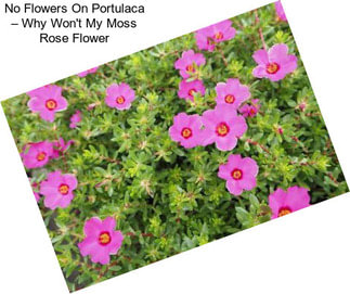 No Flowers On Portulaca – Why Won\'t My Moss Rose Flower