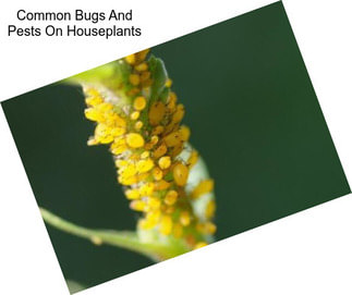 Common Bugs And Pests On Houseplants