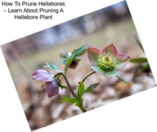 How To Prune Hellebores – Learn About Pruning A Hellebore Plant