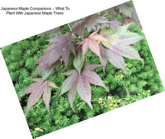 Japanese Maple Companions – What To Plant With Japanese Maple Trees