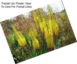 Foxtail Lily Flower: How To Care For Foxtail Lilies