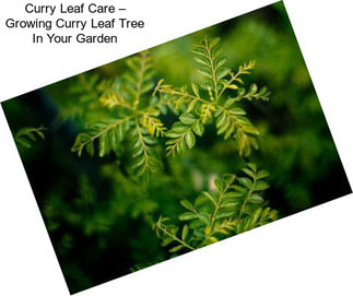 Curry Leaf Care – Growing Curry Leaf Tree In Your Garden