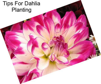 Tips For Dahlia Planting