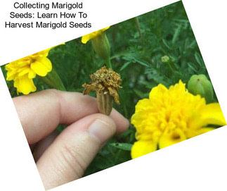 Collecting Marigold Seeds: Learn How To Harvest Marigold Seeds