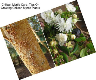 Chilean Myrtle Care: Tips On Growing Chilean Myrtle Plants